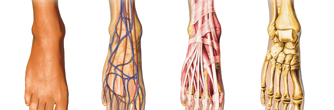 Stopy wybrane elementy anatomii, fizjologii, patologii, diagnostyki i ...